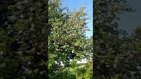 May Blooms