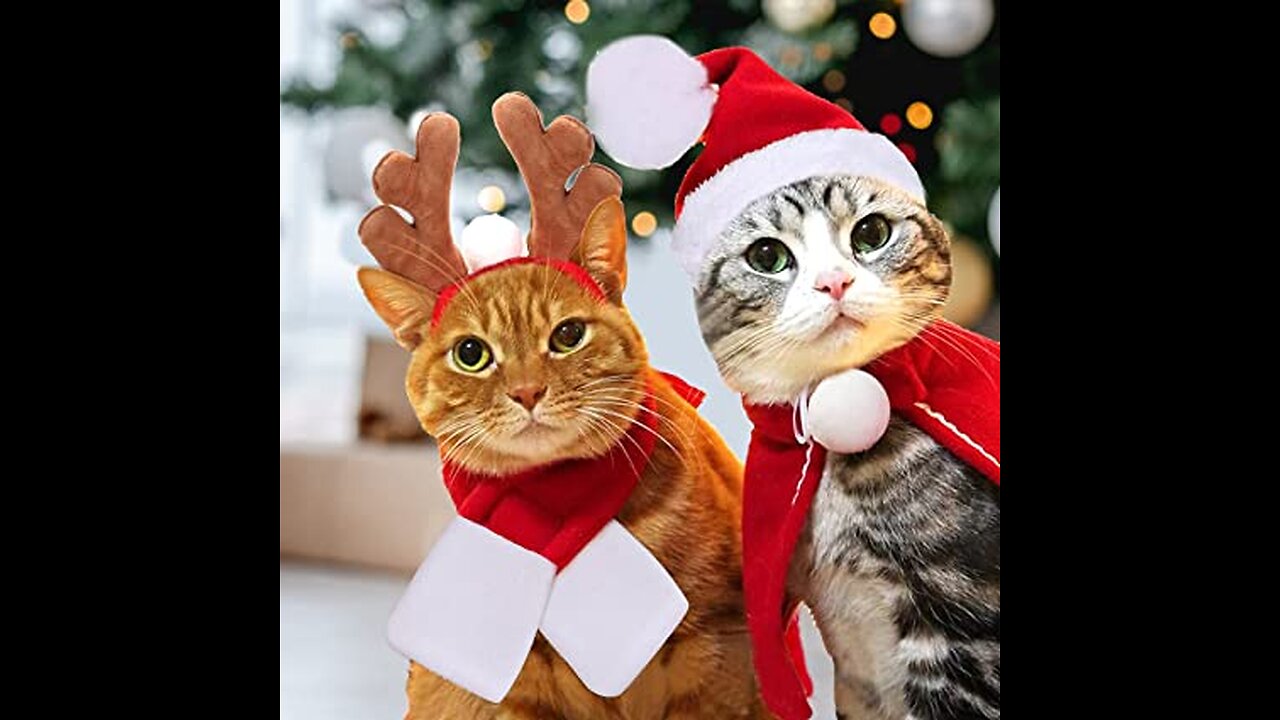 Christmas is a special day for cat's too! Join your feline friends as they celebrate Christmas