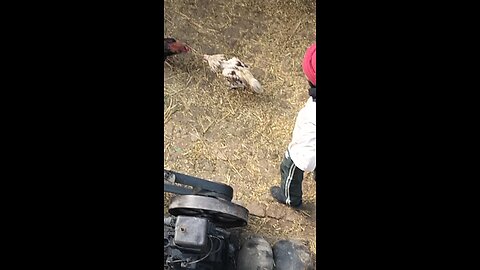 chicken fight