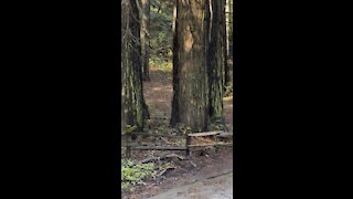 Redwood Height Compared to Fence Post