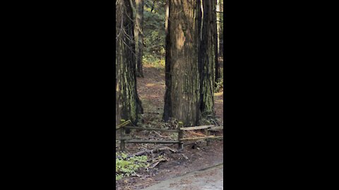 Redwood Height Compared to Fence Post