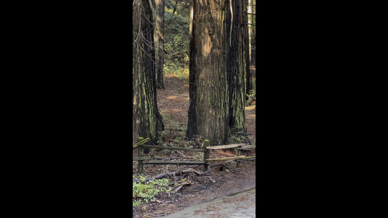 Redwood Height Compared to Fence Post