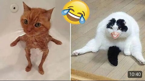 Funny Cute Cats 🥰😘😄