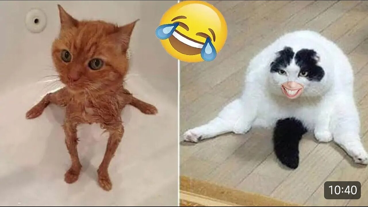 Funny Cute Cats 🥰😘😄