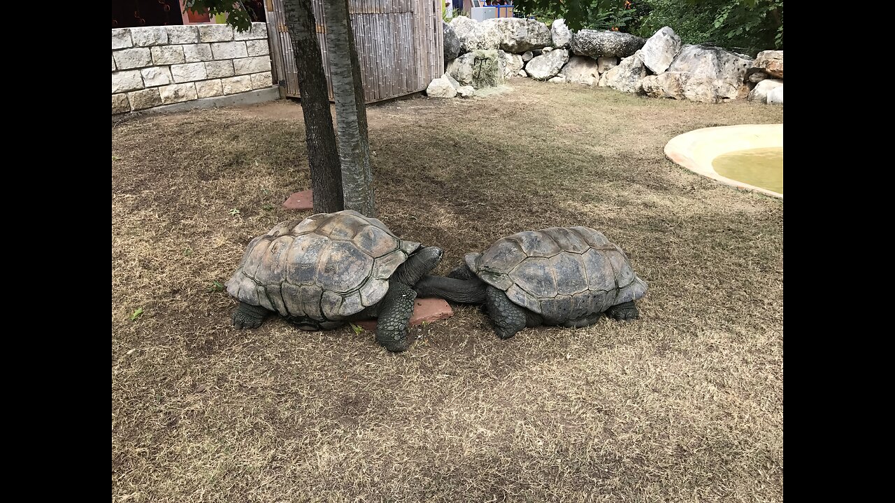 SeaWorld San Antonio Aquatica Park Experience (July 2017)