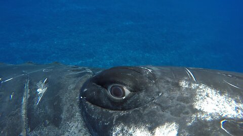 A Whale Saved My Life | Close Encounters | BBC Earth