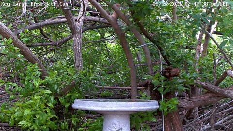 Black-and-white warbler