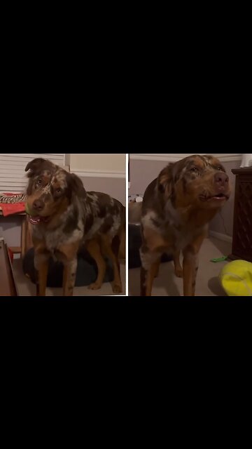 Doggy Shows Off Epic Howling Skills