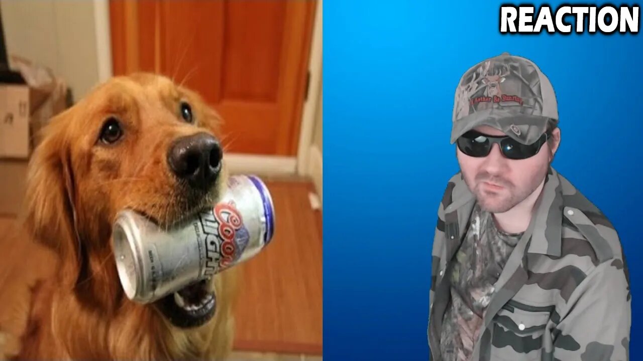 Dogs Fetching Beer For Their Humans (CrazyFunnyStuffCFS) REACTION!!! (BBT)