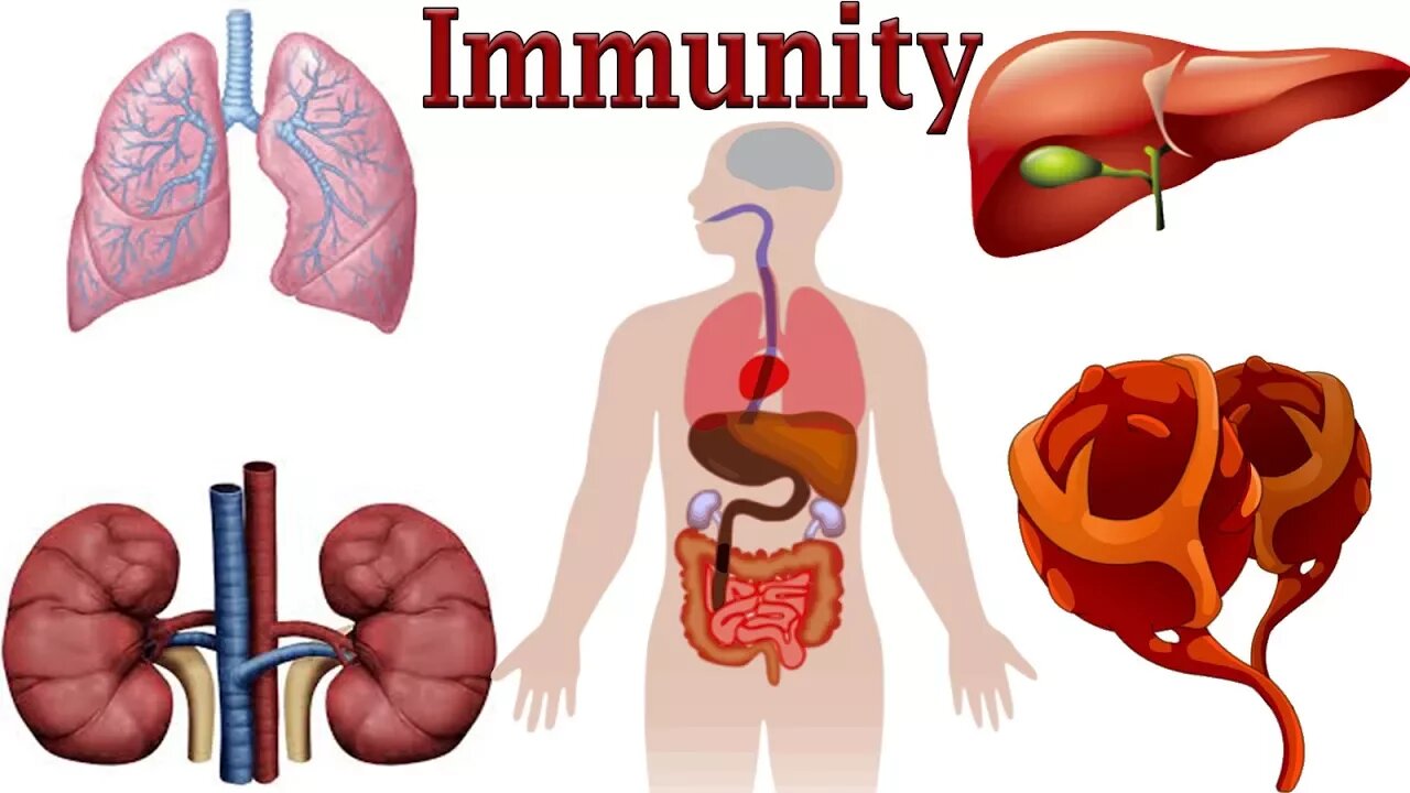 What Is Immunity and the Immune System