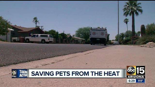 AHS: Pets outside in the summer can be dangerous