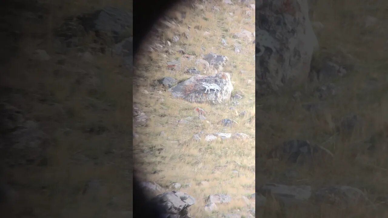 623 yard Coyote