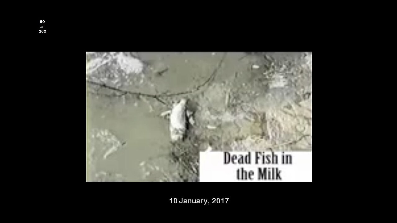 Dead Fish in the Milk