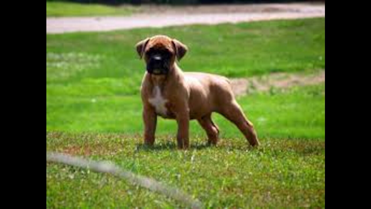 boxer-dog training