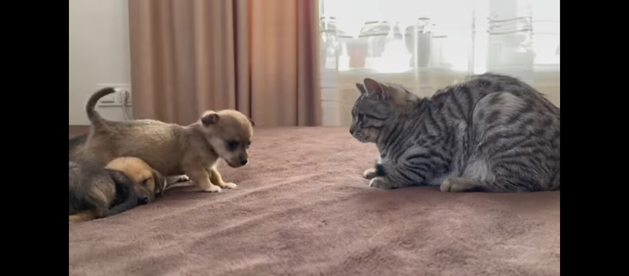 Funny Cat Reaction to Puppies [Kitty sees them for the First Time]