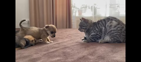 Funny Cat Reaction to Puppies [Kitty sees them for the First Time]