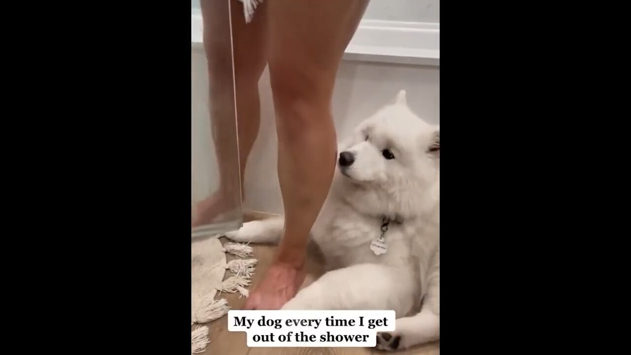 Funny dog videos