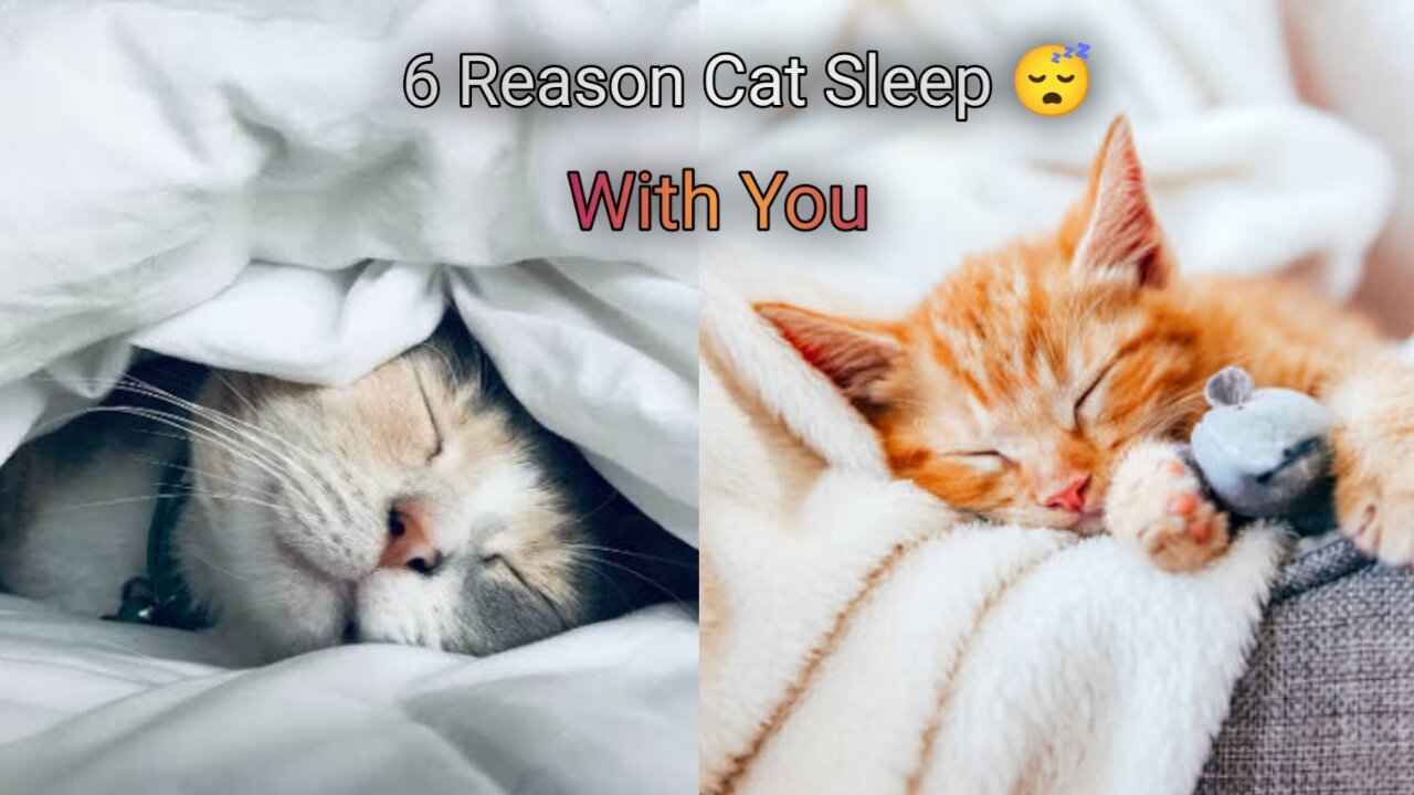 6 Reason Cat Sleep With you 😍