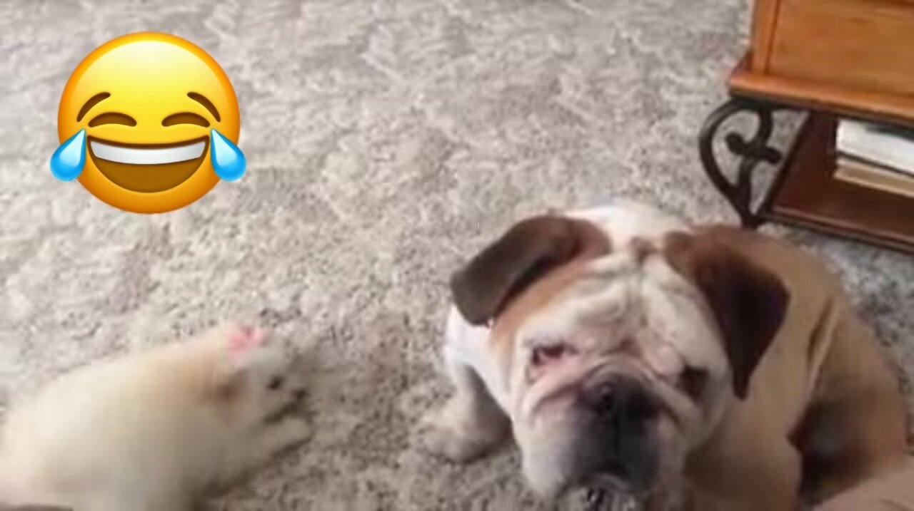 Cute Older Dog Has Had Enough Of His Little Puppy Friend