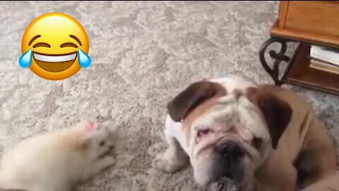 Cute Older Dog Has Had Enough Of His Little Puppy Friend