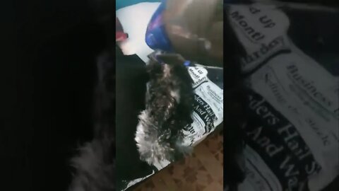 Cachorro soltando pelo? Eu tenho a solução.