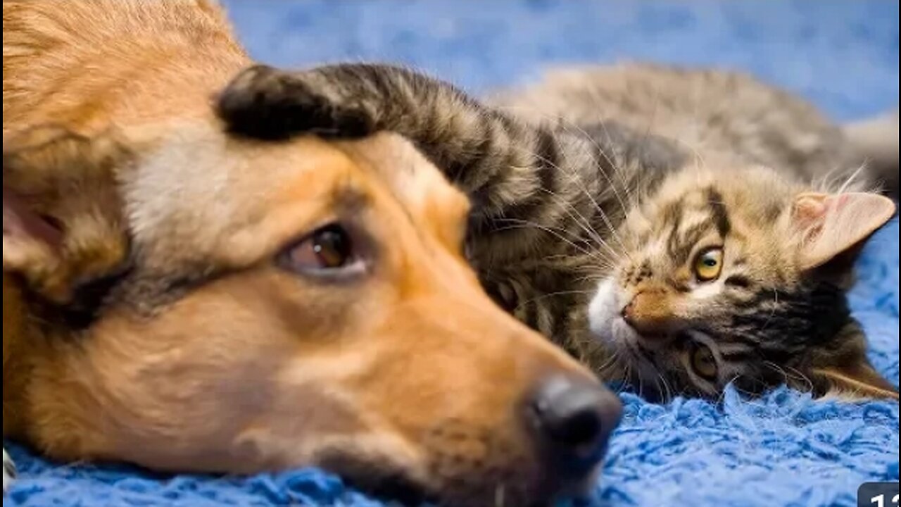 Funniest cat and dogs 🐶😺 funny video