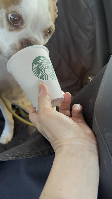 Boston Terriers - Enjoying their coffee.