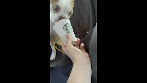 Boston Terriers - Enjoying their coffee.