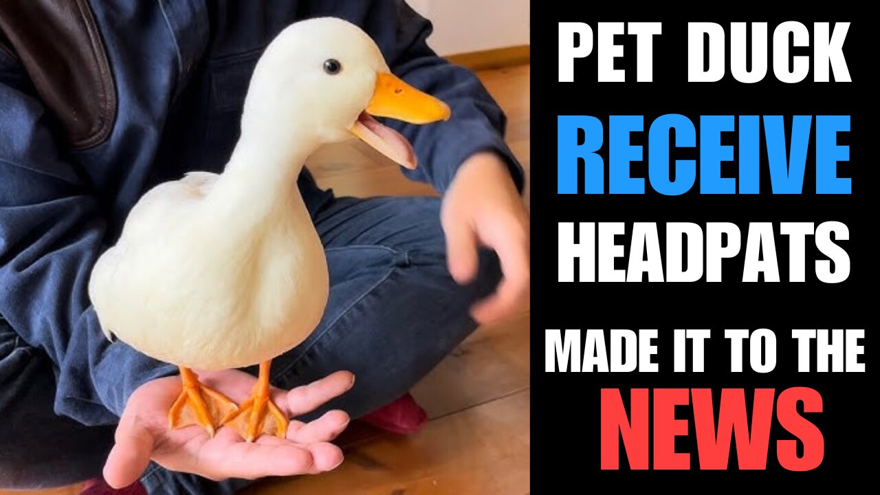 Why You Should Have a Pet Duck At Home>