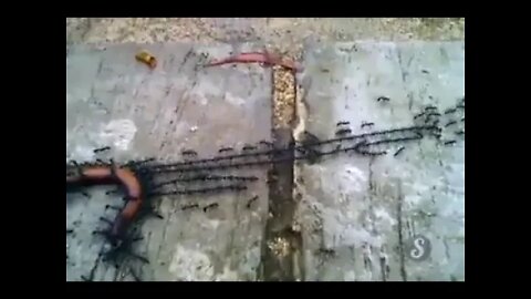 Ants have captured the worm