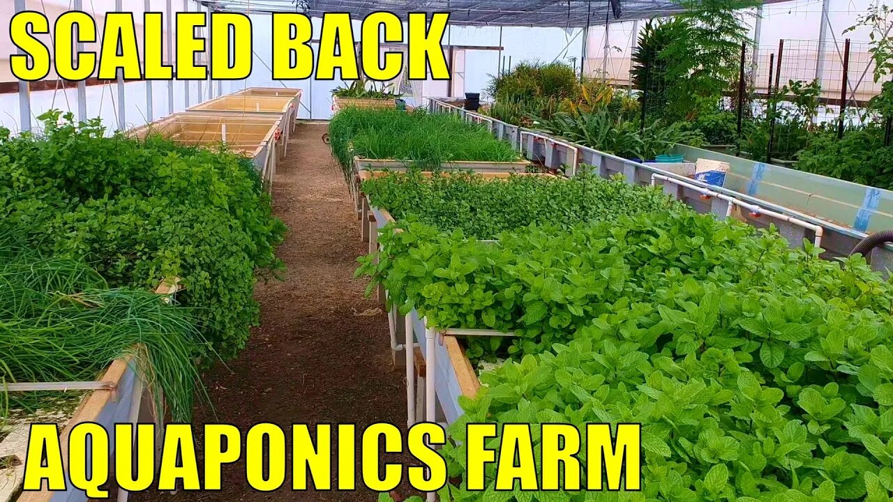 Aquaponics Farm | A Scaled Back Commercial Aquaponics System