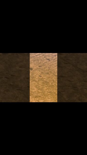 Fish swimming at the beach