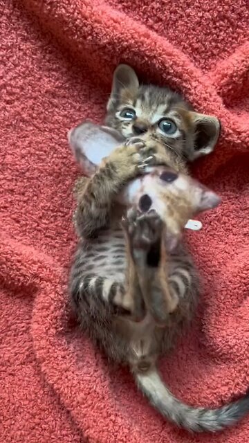 Purr-fectly Hilarious: Cats Caught in the Act of Cuteness 😽😽😺!