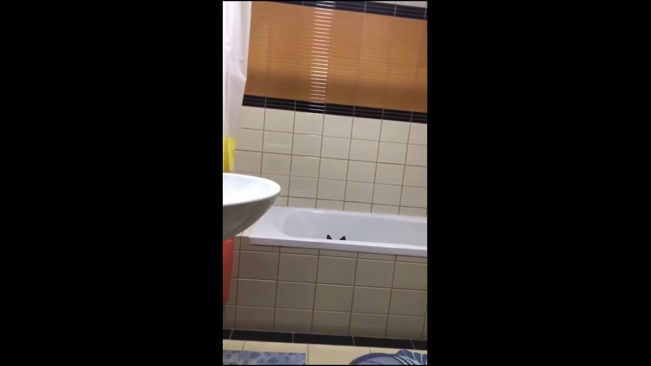 Funny cat playing hide and seek in his favourite pastime