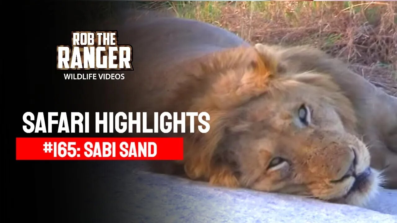 Safari Highlights #165: 25 - 28 Sep 2012 | Sabi Sand Nature Reserve | Latest Wildlife Sightings