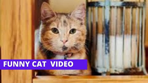 Funniest Cats and Dogs 🐶🐱 | Funny Animal Videos