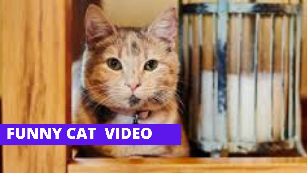 Funniest Cats and Dogs 🐶🐱 | Funny Animal Videos