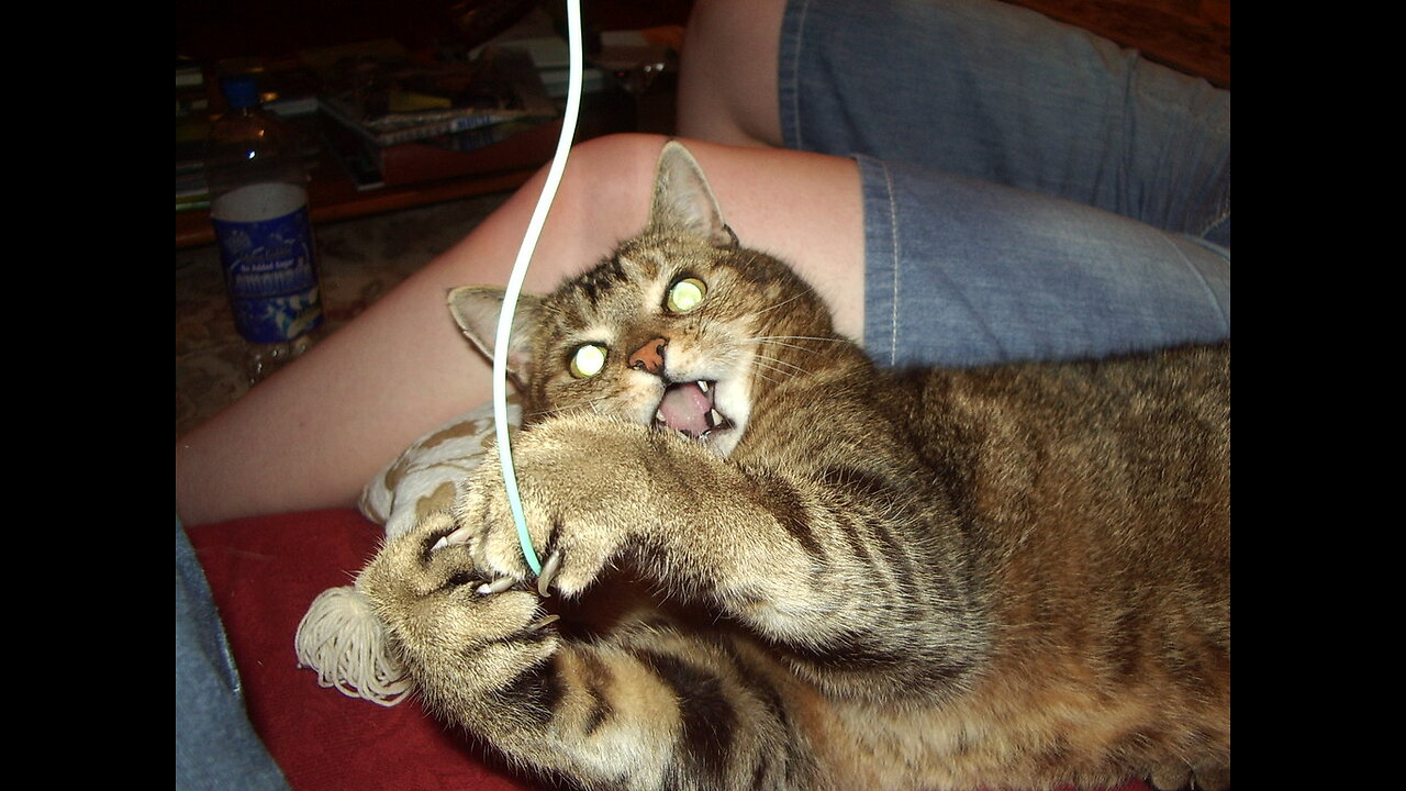 1 Hour Trending Funny Animals 😅 Funniest Cats and Dogs 😹🐶