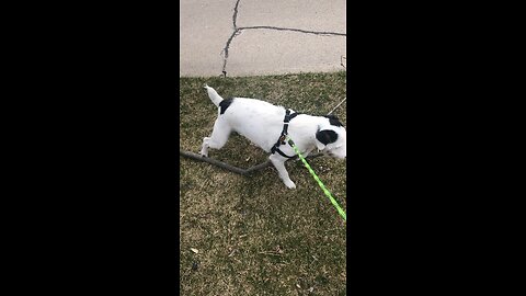 Rex loves big sticks!