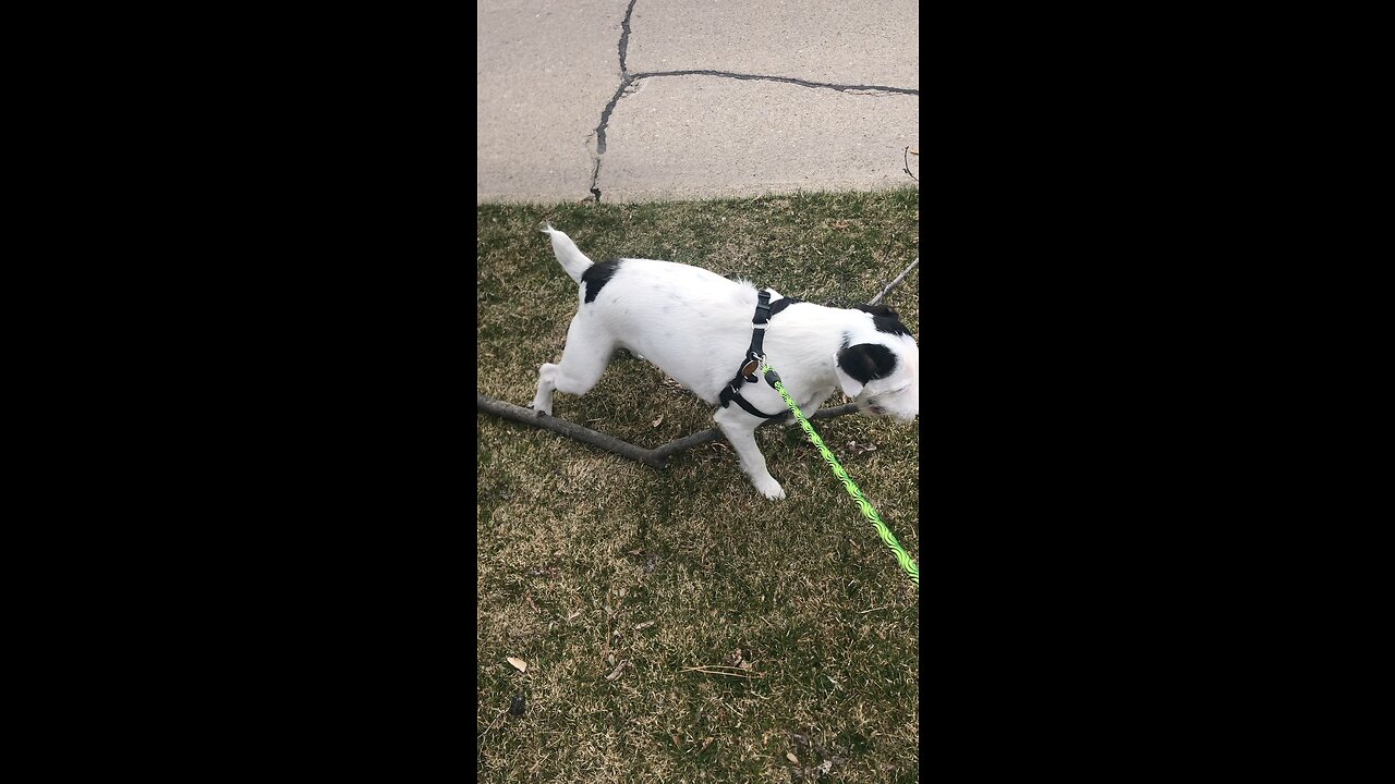 Rex loves big sticks!