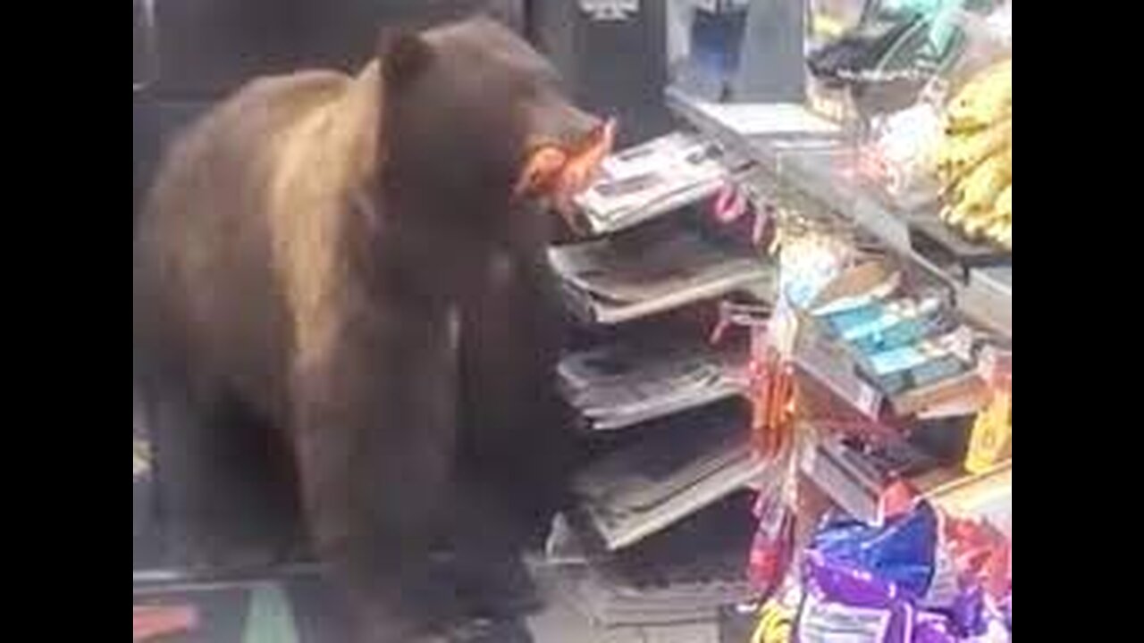 Bear STEALS CANDY from GAS STATION!