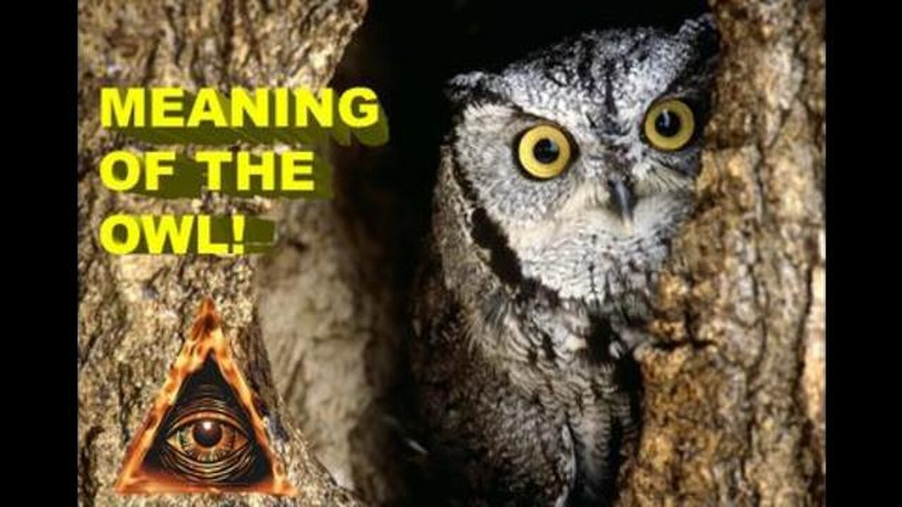 THE WISDOM & MEANING BEHIND THE OWL!