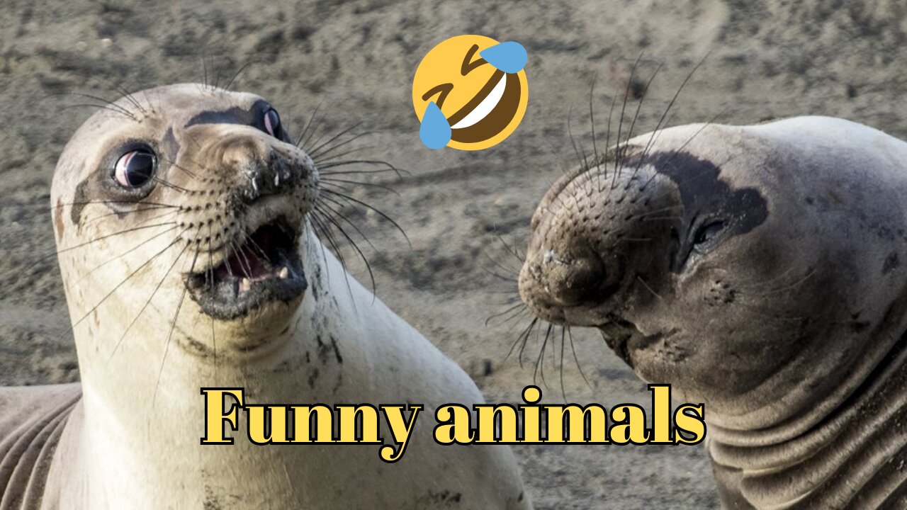 Funny animals caught on camera 🤣