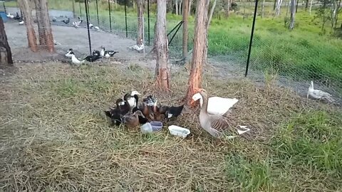 Ducklings are getting lots of colour on them now