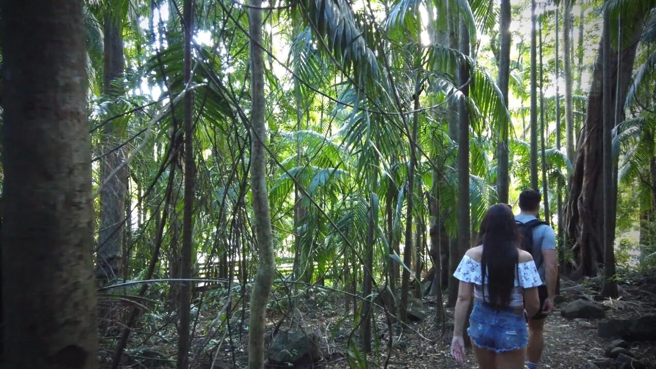 Mount Tamborine - Curtis Falls Bush Walk