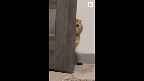 Don't Miss Out On These Heartwarming Dog Moments!