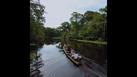 Nature Horizons - Amazon Rainforest #1