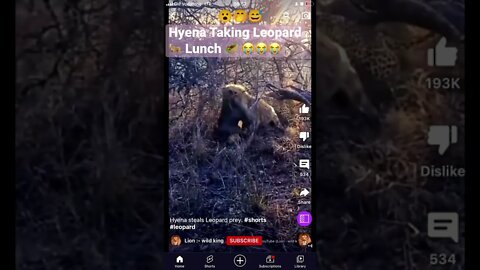 Hyena Taking Leopard 🐆 Lunch Food🥙 😭😭😭