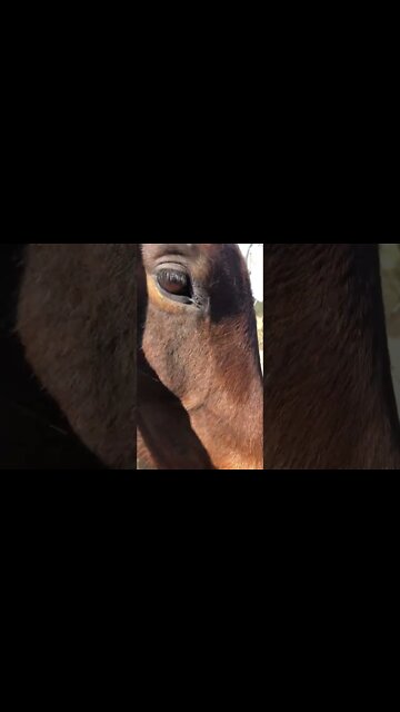 Pretty Arabian pony enjoys pats
