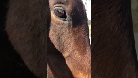 Pretty Arabian pony enjoys pats